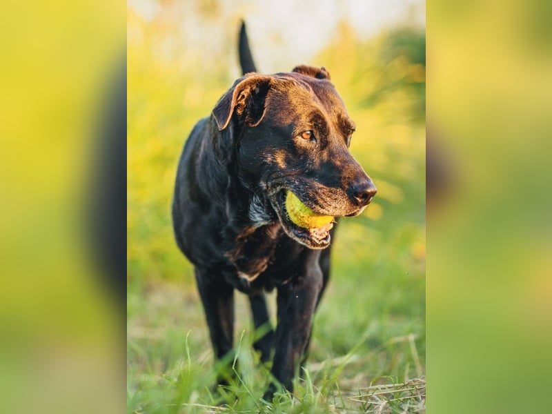 Shiva - neues Zuhause gesucht