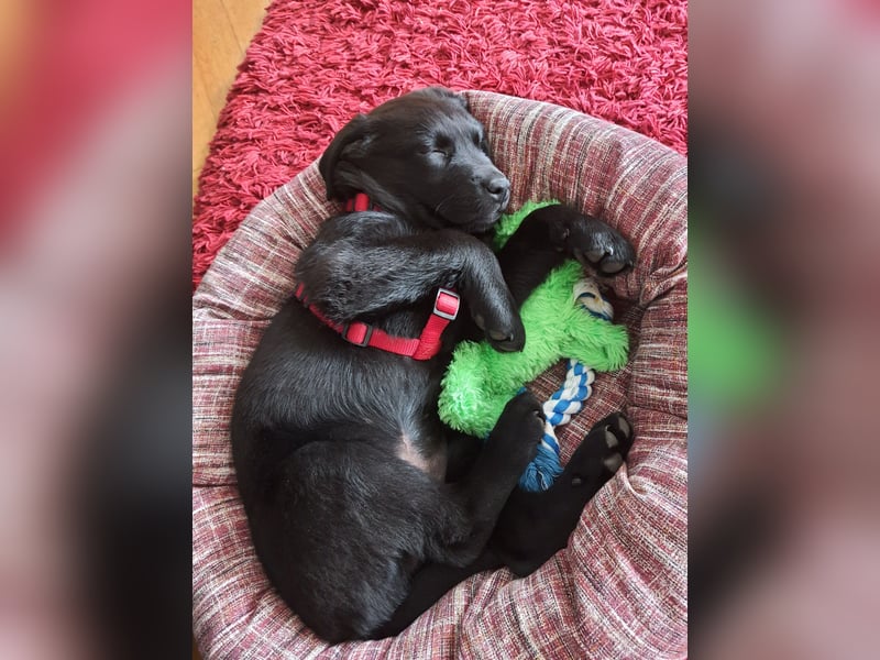 Labrador Weibchen Welpe