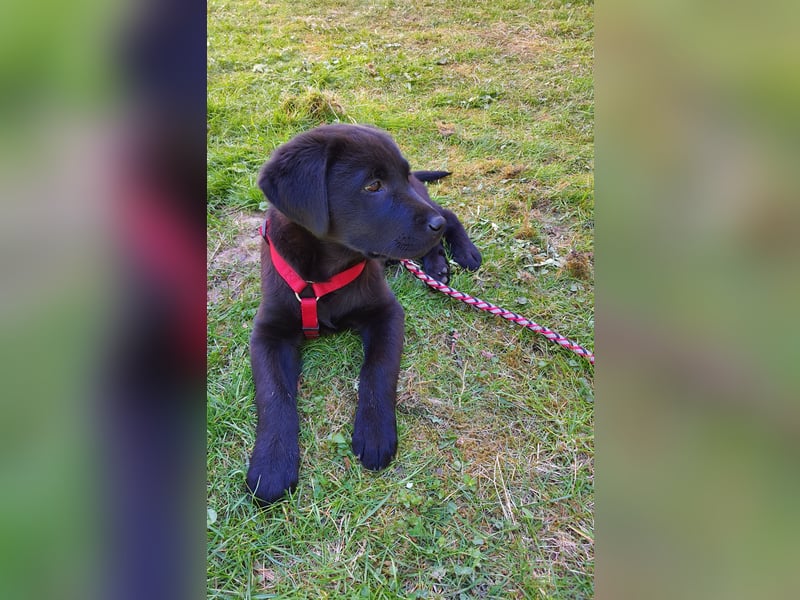 Labrador Weibchen Welpe