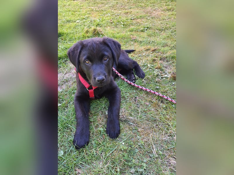 Labrador Weibchen Welpe