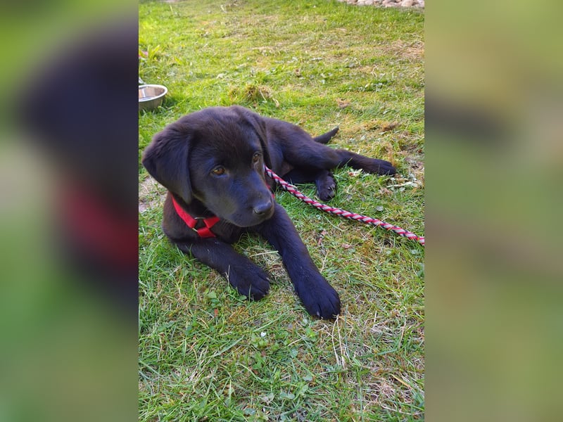 Labrador Weibchen Welpe