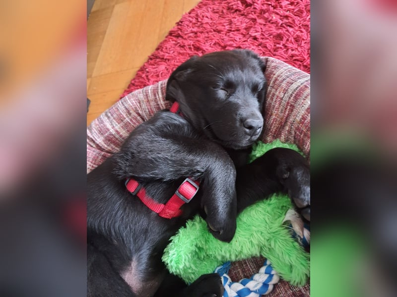 Labrador Weibchen Welpe