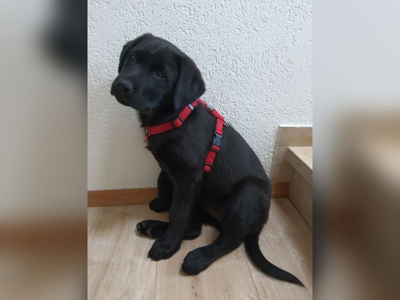 Labrador Weibchen Welpe