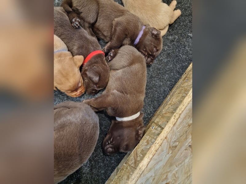 Ein brauner Labradorwelpe (Hündin) in liebevolle Hände abzugeben.