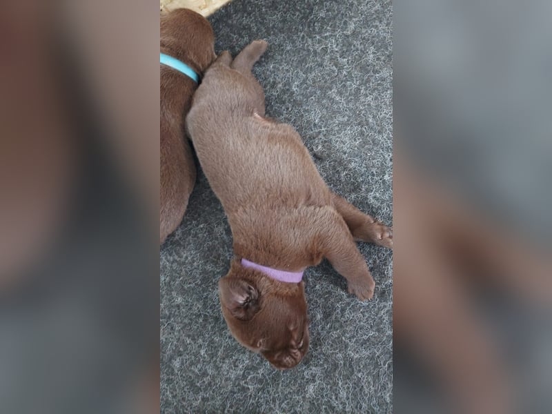 Ein brauner Labradorwelpe (Hündin) in liebevolle Hände abzugeben.