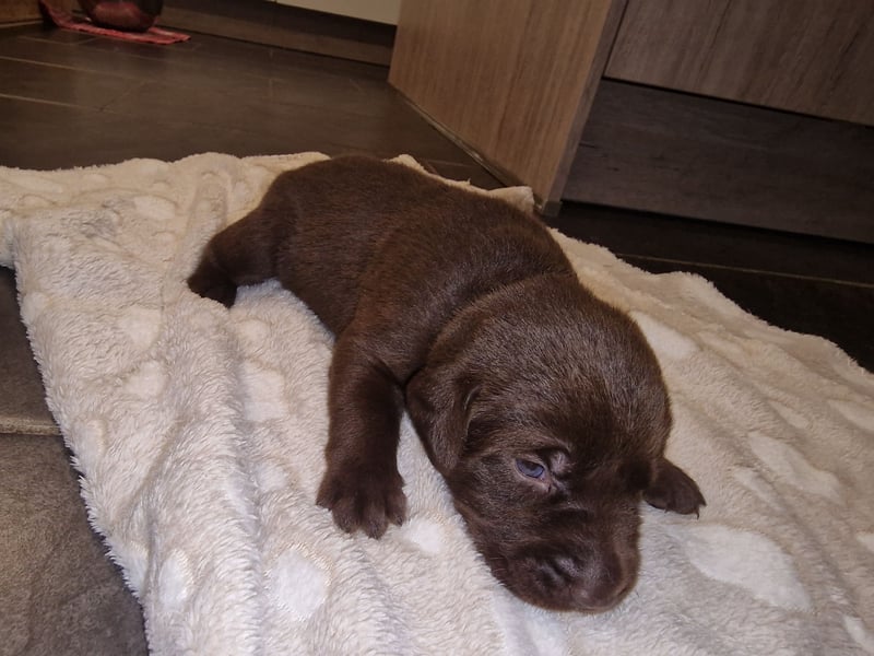 Ein brauner Labradorwelpe (Hündin) in liebevolle Hände abzugeben.