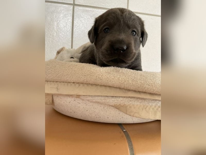 Labradorwelpen in der schönen Farbe charcoal mit Papieren