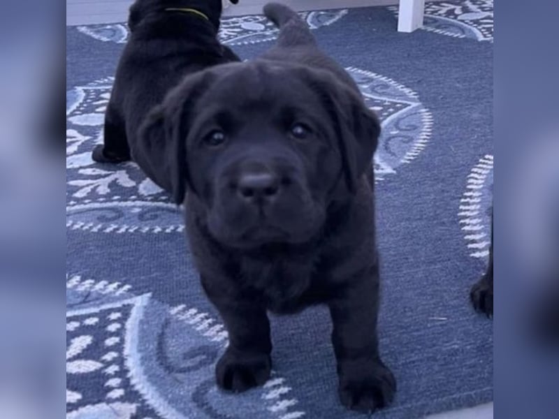 labrador Retriever Welpen zu verkaufen