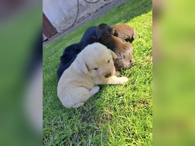 Labrador Welpen