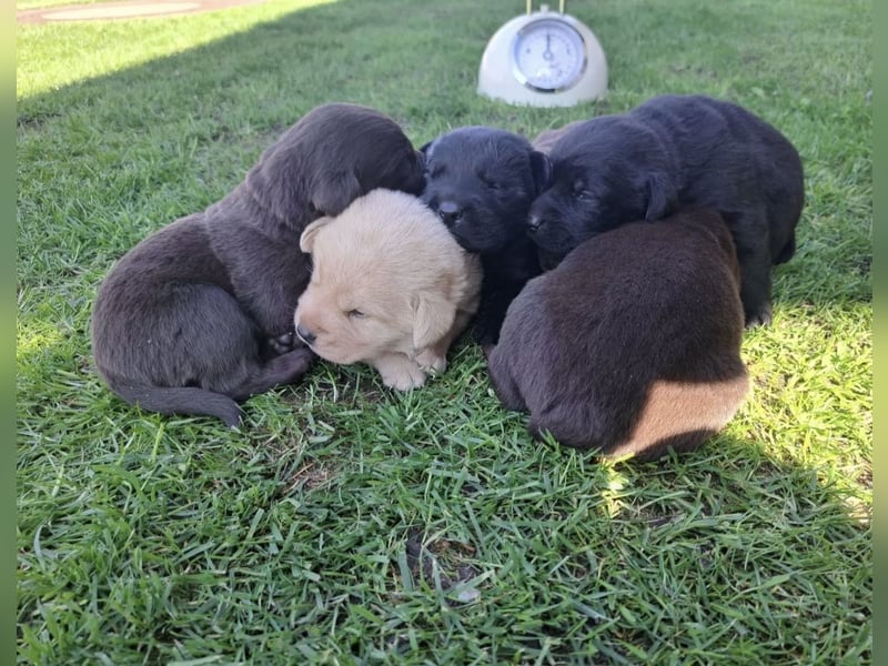 Labrador Welpen