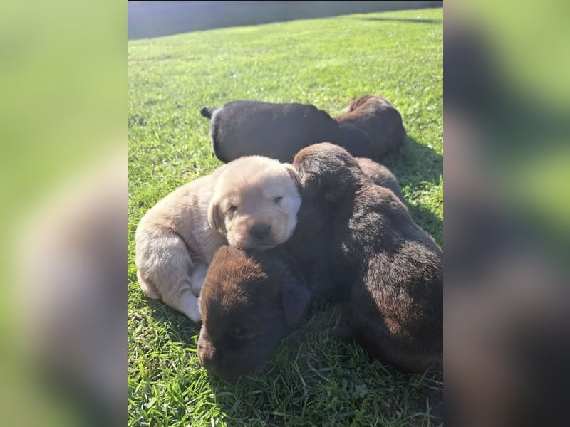 Labrador Welpen