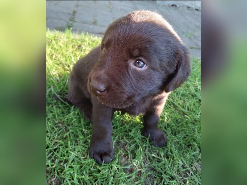 Labrador Welpen