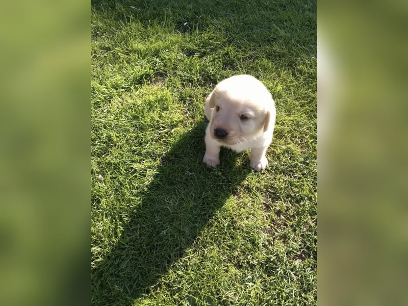 Labrador Welpen