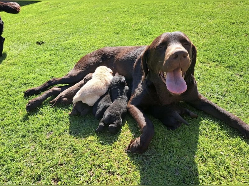 Labrador Welpen