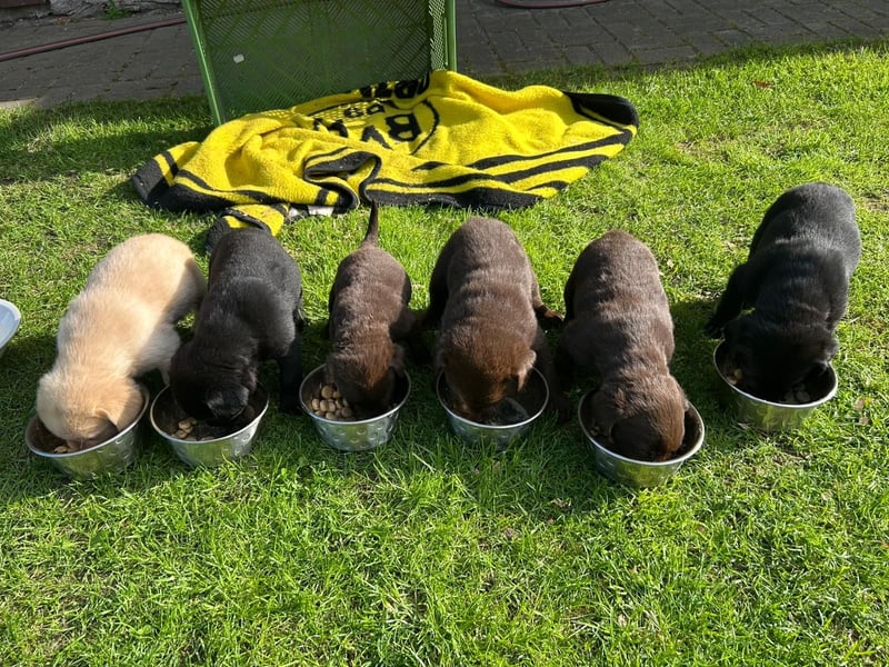 Labrador Welpen