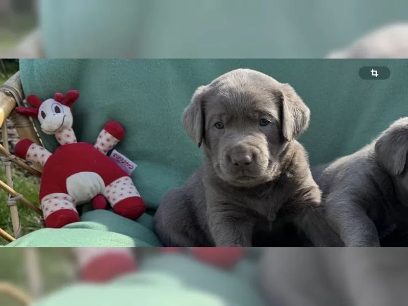 Labrador Welpen