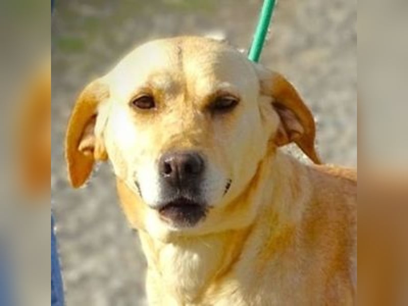 Kelly, Labrador Mischling
