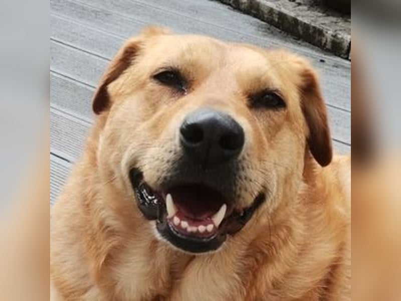 Olja, Labrador Mischling