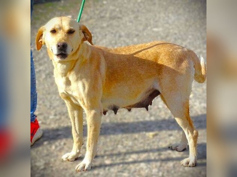 Kelly, Labrador Mischling