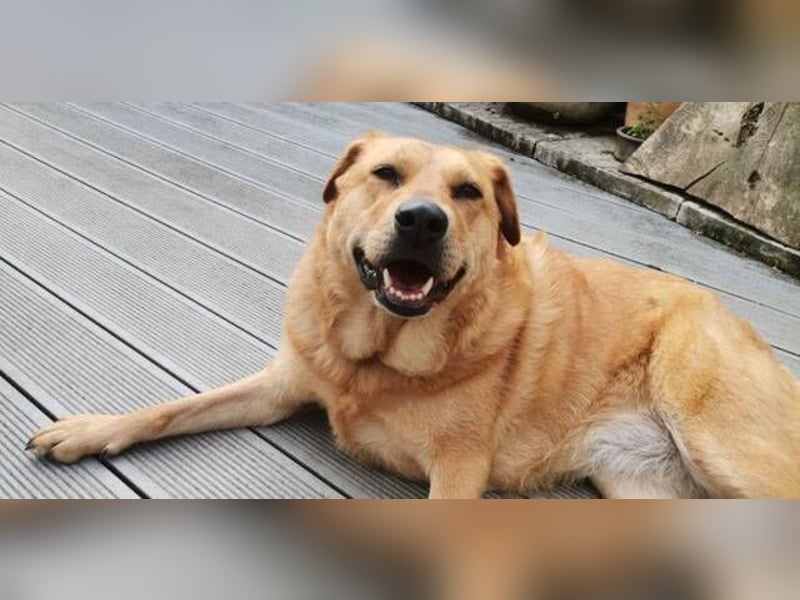 Olja, Labrador Mischling