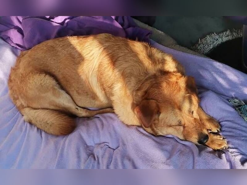 Olja, Labrador Mischling