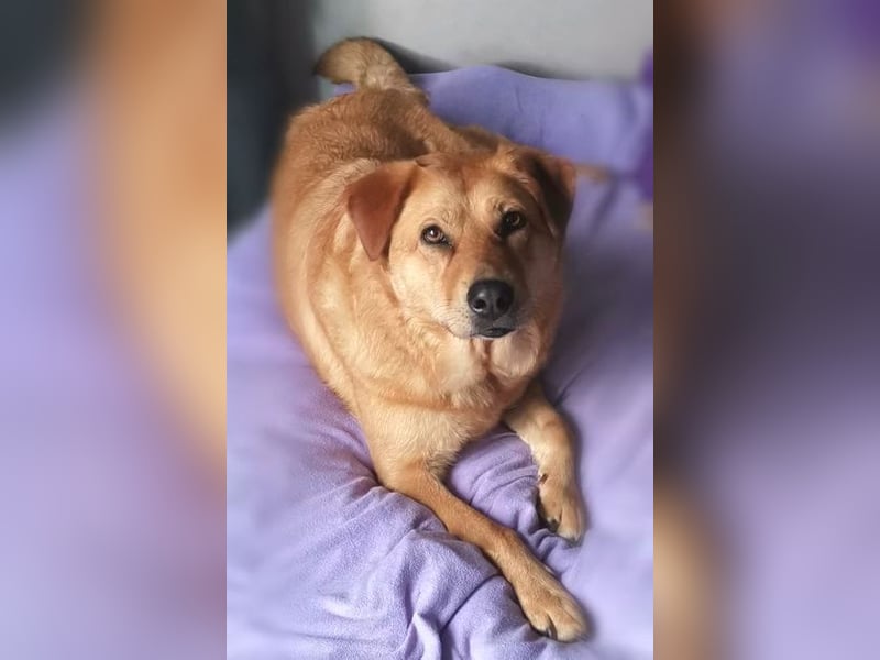 Olja, Labrador Mischling
