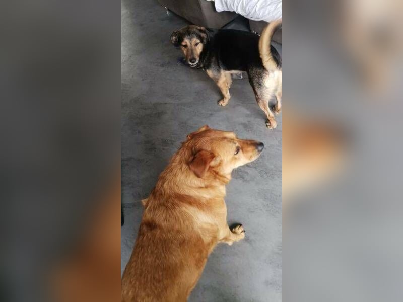 Olja, Labrador Mischling