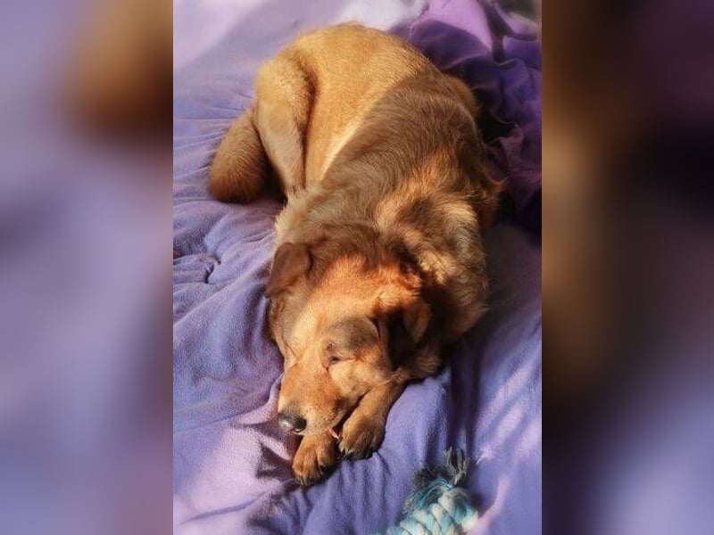 Olja, Labrador Mischling