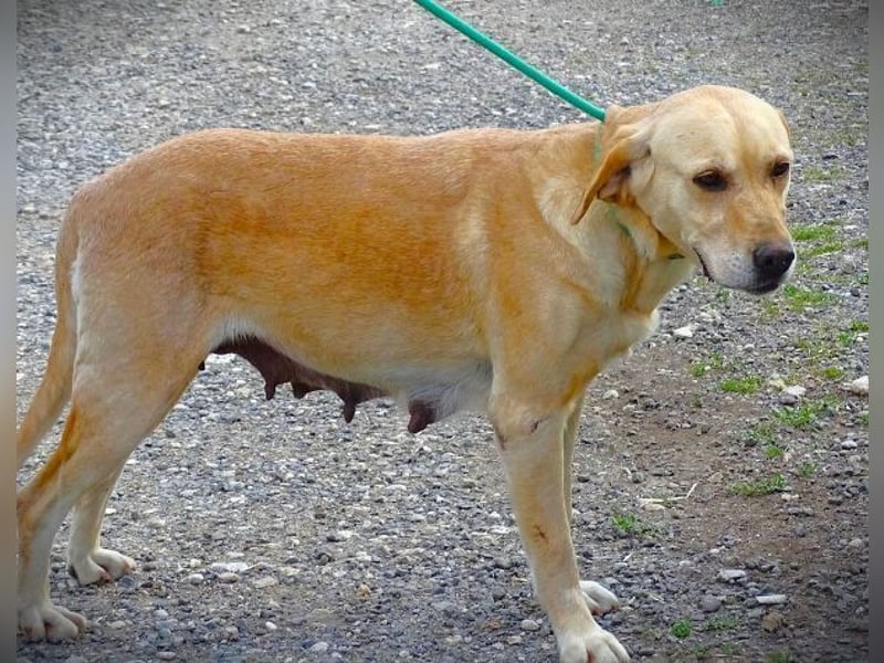 Kelly, Labrador Mischling