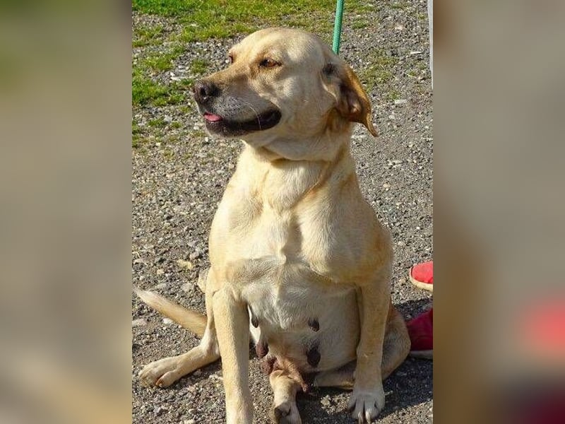 Kelly, Labrador Mischling