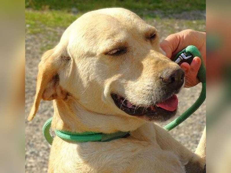Kelly, Labrador Mischling