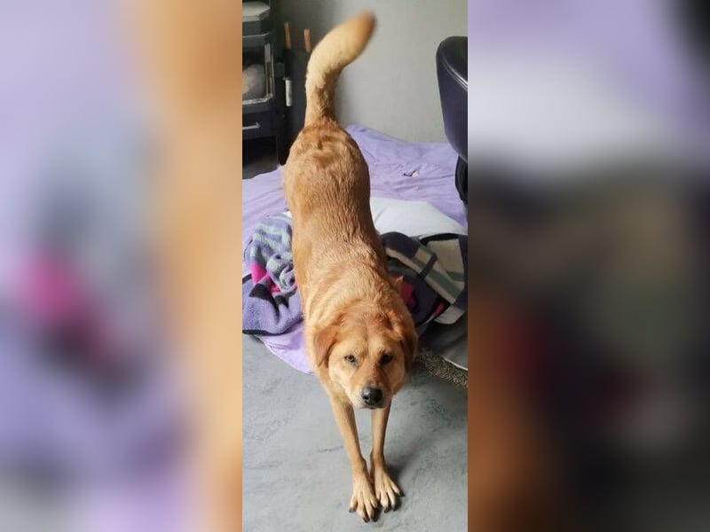 Olja, Labrador Mischling