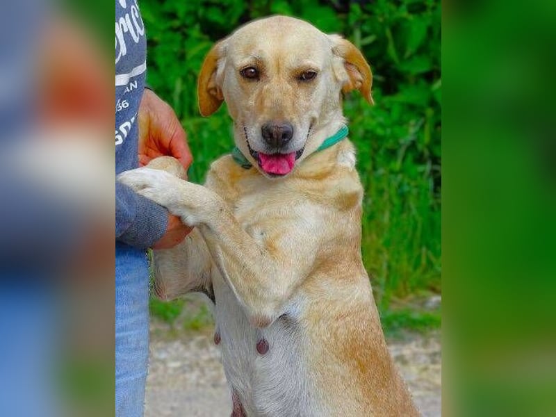 Kelly, Labrador Mischling