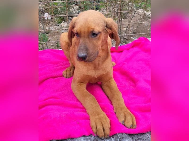 Tora ❤️ süße, aktive Labi-Mix Hündin