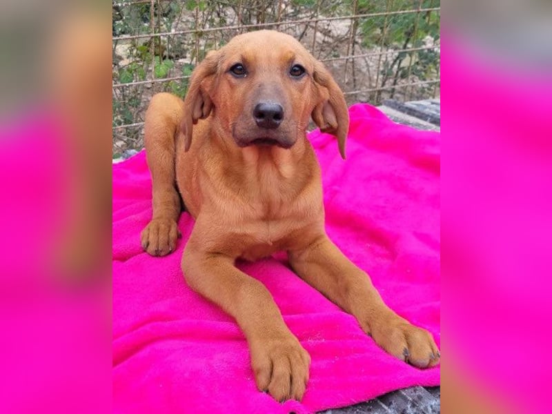 Tora ❤️ süße, aktive Labi-Mix Hündin