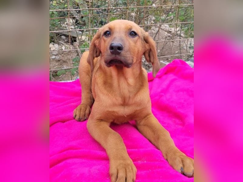 Tora ❤️ süße, aktive Labi-Mix Hündin