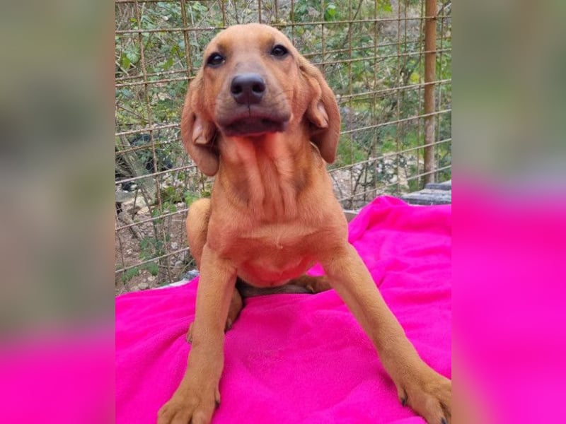 Tora ❤️ süße, aktive Labi-Mix Hündin
