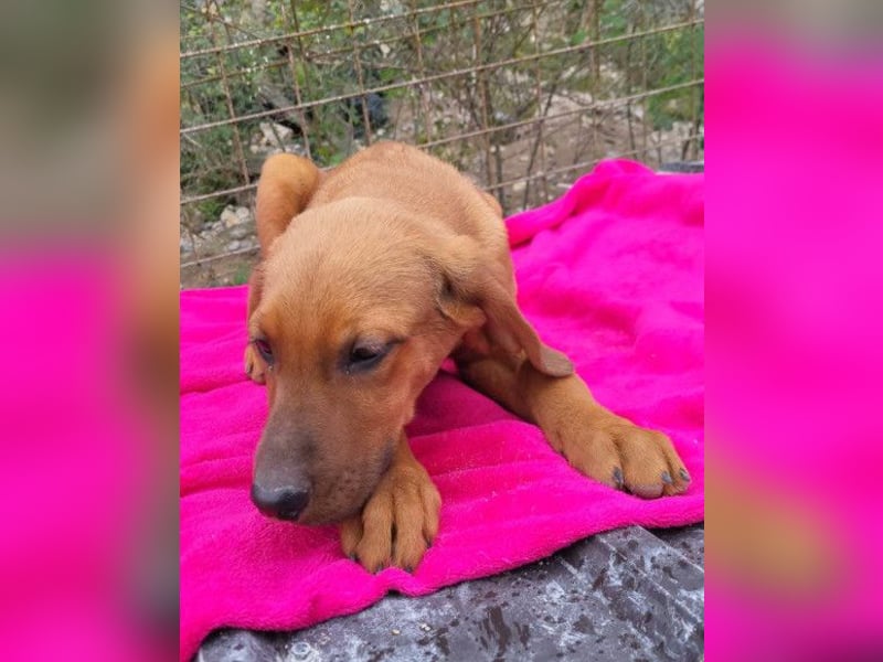 Tora ❤️ süße, aktive Labi-Mix Hündin