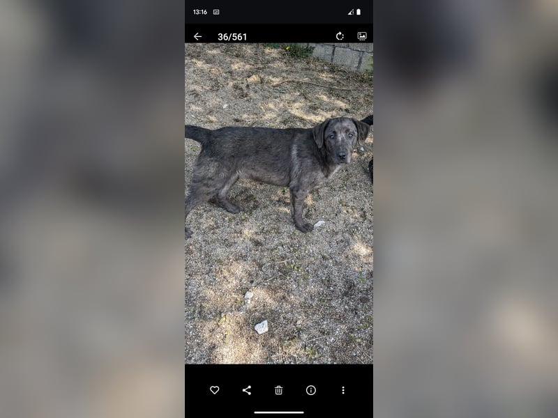 Labrador -Mix Hündin zu verkaufen.