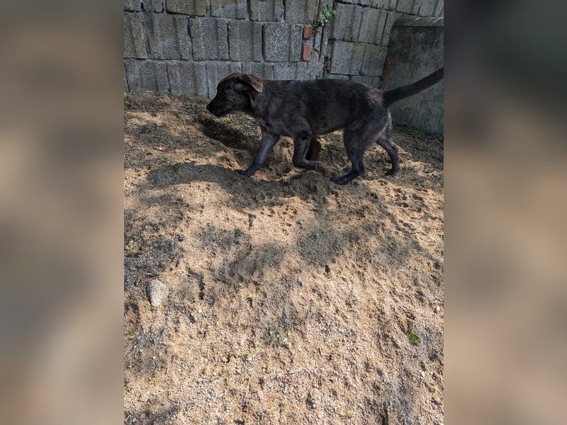 Labrador -Mix Hündin zu verkaufen.