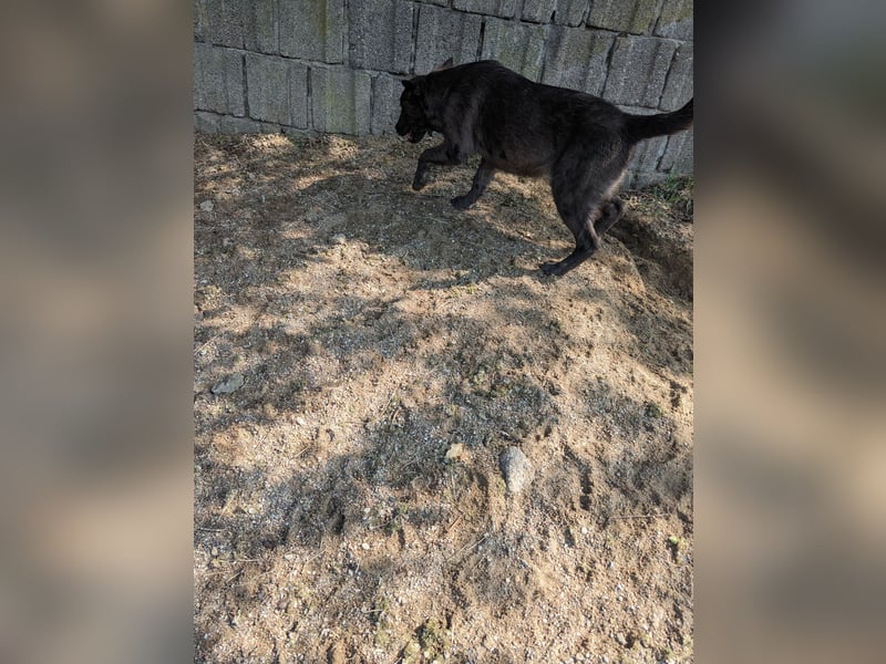 Labrador -Mix Hündin zu verkaufen.