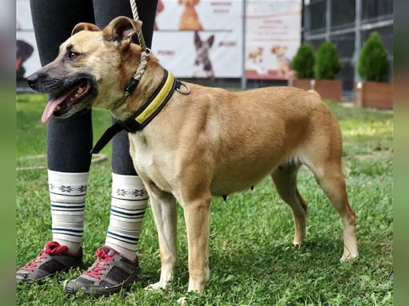 Kuba- Aktive Labrador-Mischlingshündin, ca. 09.2019 geboren, 52 cm Schulterhöhe, sehr lieb und freu