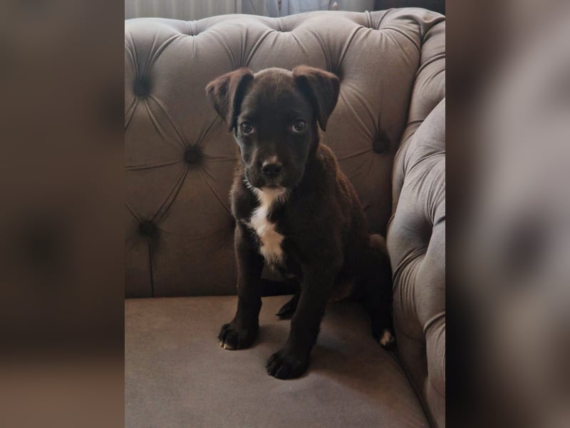 Boxerdor welpen  Boxer Labrador