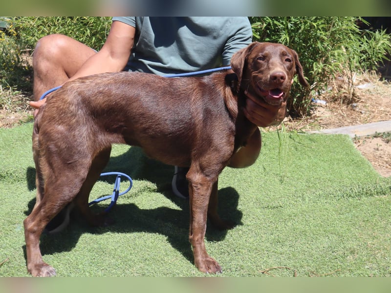 Zoe, Labrador-Mix, lieb und sozial