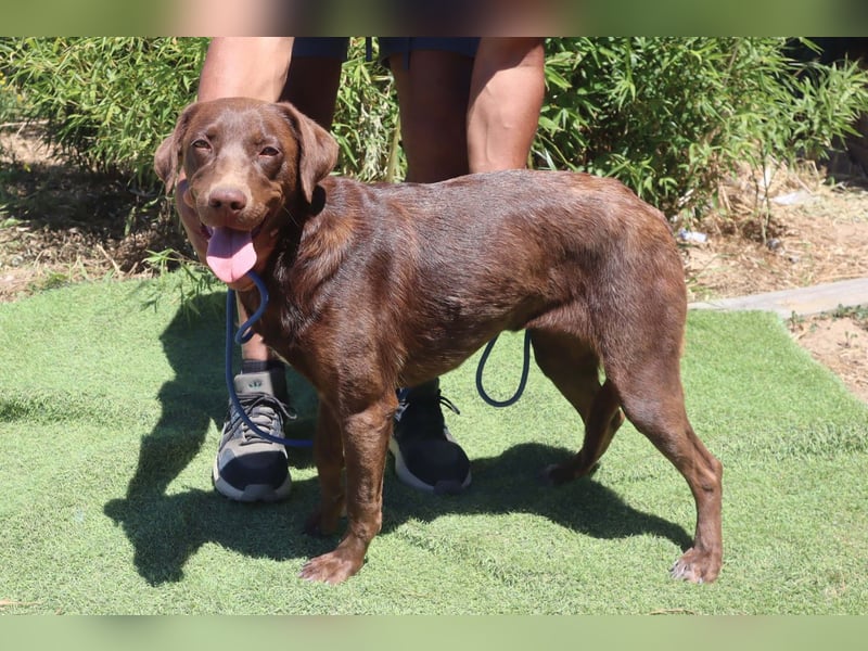 Zoe, Labrador-Mix, lieb und sozial