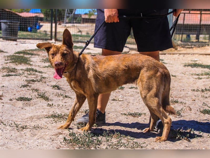 Francesca, Mix Labrador / Podengo, lieb und verträglich
