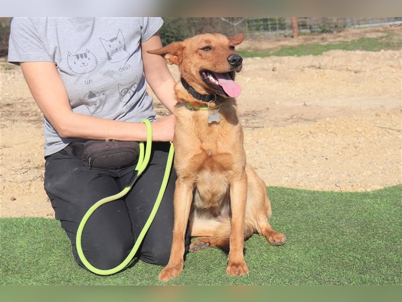 Pepper, Mix Schäferhund / Labrador , lieb und verträglich