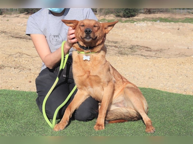 Pepper, Mix Schäferhund / Labrador , lieb und verträglich