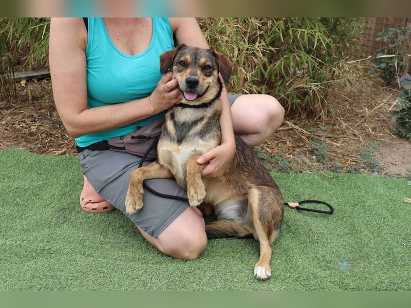 Tessa, Mix Labrador / Schäferhund, lieb und sozial