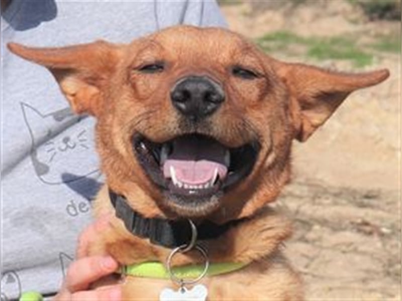 Pepper, Mix Schäferhund / Labrador , lieb und verträglich
